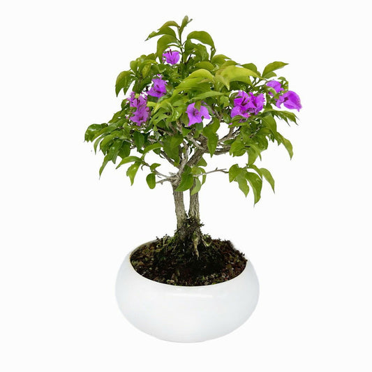 Bonsai di Bougainvillea in ciotola bassa - Terramia