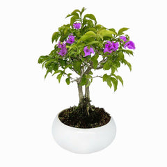 Bonsai di Bougainvillea in ciotola bassa - Terramia