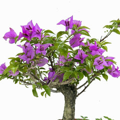 Bonsai di Bougainvillea in ciotola bassa - Terramia