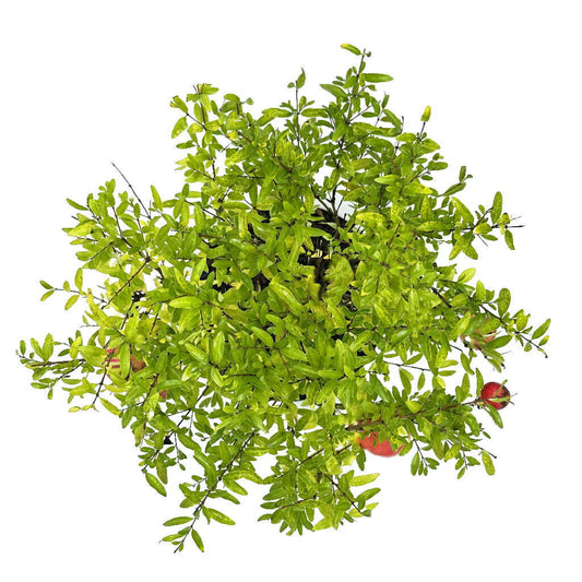 Bonsai di Melograno in ciotola bassa - Terramia