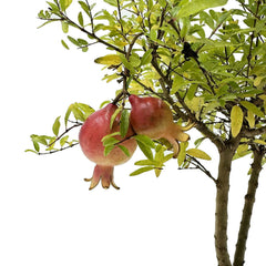 Bonsai di Melograno in ciotola bassa - Terramia