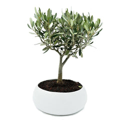 Bonsai di Olivo in ciotola bassa - Terramia