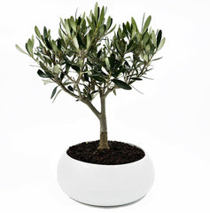 Bonsai di Olivo in ciotola bassa - Terramia