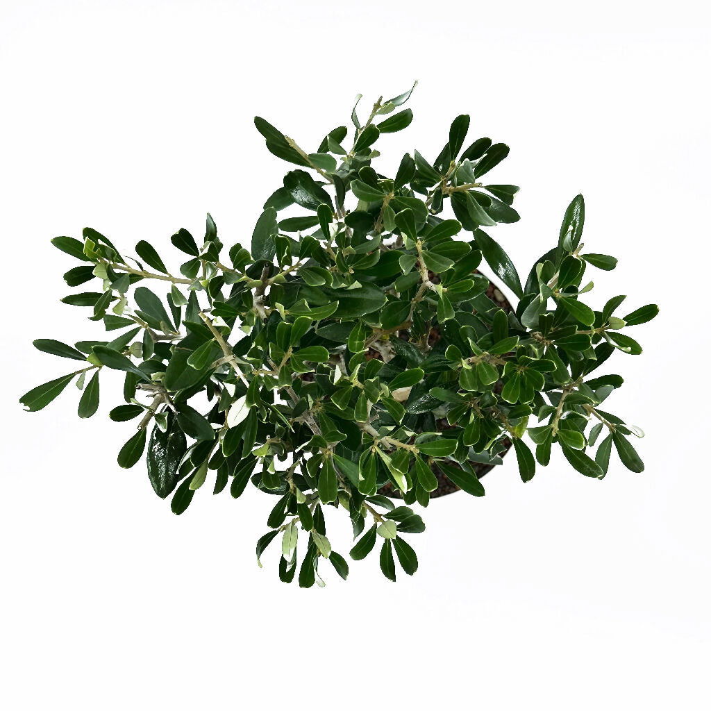 Bonsai di Olivo in ciotola bassa - Terramia