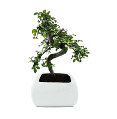 Bonsai di Olmo in vaso quadrato - Terramia
