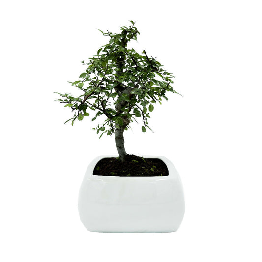Bonsai di Olmo in vaso quadrato - Terramia