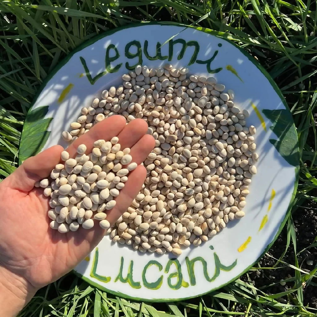 Legumi Lucani Fagioli Tondini - Terramia