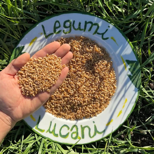 Legumi Lucani Grano Duro Integrale - Terramia