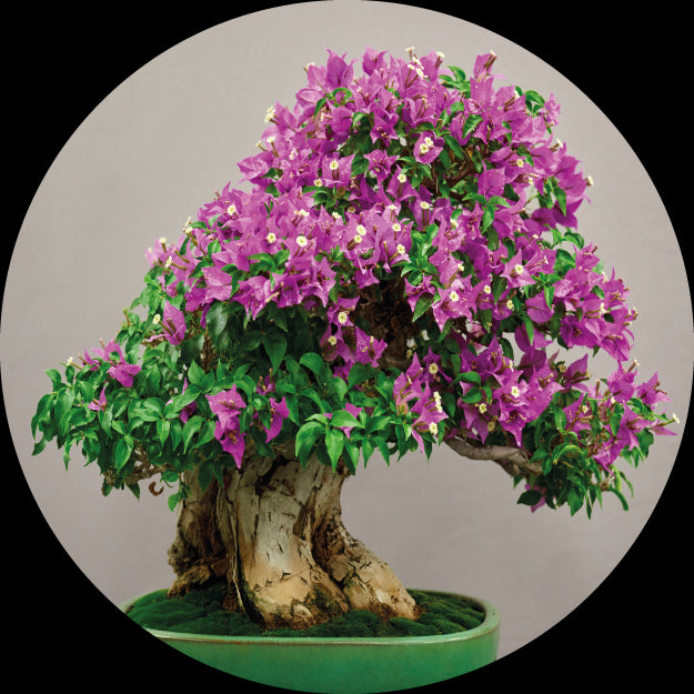 Bonsai - Terramia