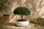 Bonsai di Mirto in ciotola bassa