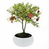 Bonsai di Melograno in ciotola bassa - Terramia