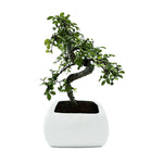 Bonsai di Olmo in vaso quadrato - Terramia
