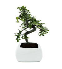Bonsai di Olmo in vaso quadrato - Terramia