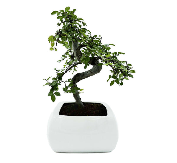 Bonsai di Olmo in vaso quadrato - Terramia