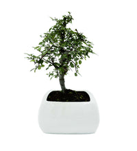 Bonsai di Olmo in vaso quadrato - Terramia
