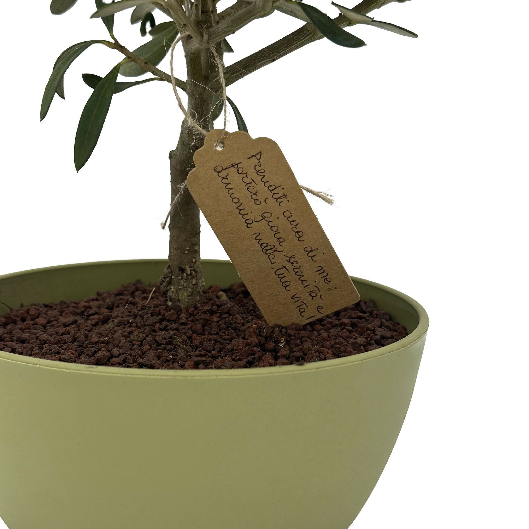 Bonsai di Olivo vaso colorato (Rosa, giallo o verde)