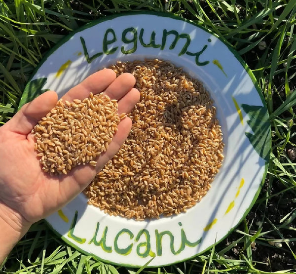 Lucanian Legumes Whole Durum Wheat