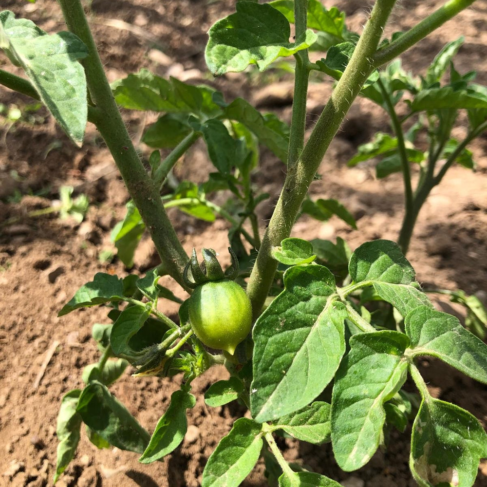 pianta pomodoro