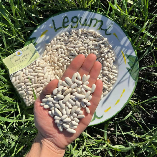 Legumi Lucani Fagioli Cannellini - Terramia