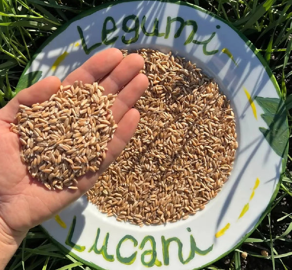 Lucanian Legumes Wholemeal Spelt