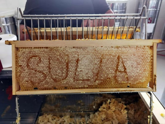 Oro Lucano Miele Di Sulla - Terramia