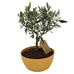 Bonsai di Olivo vaso colorato (Rosa, giallo o verde)