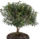 Bonsai di Mirto in ciotola bassa