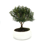 Bonsai di Mirto in ciotola bassa
