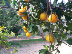 Succo all' Arancia 425ml