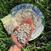 Lucanian Legumes Cannellini Beans