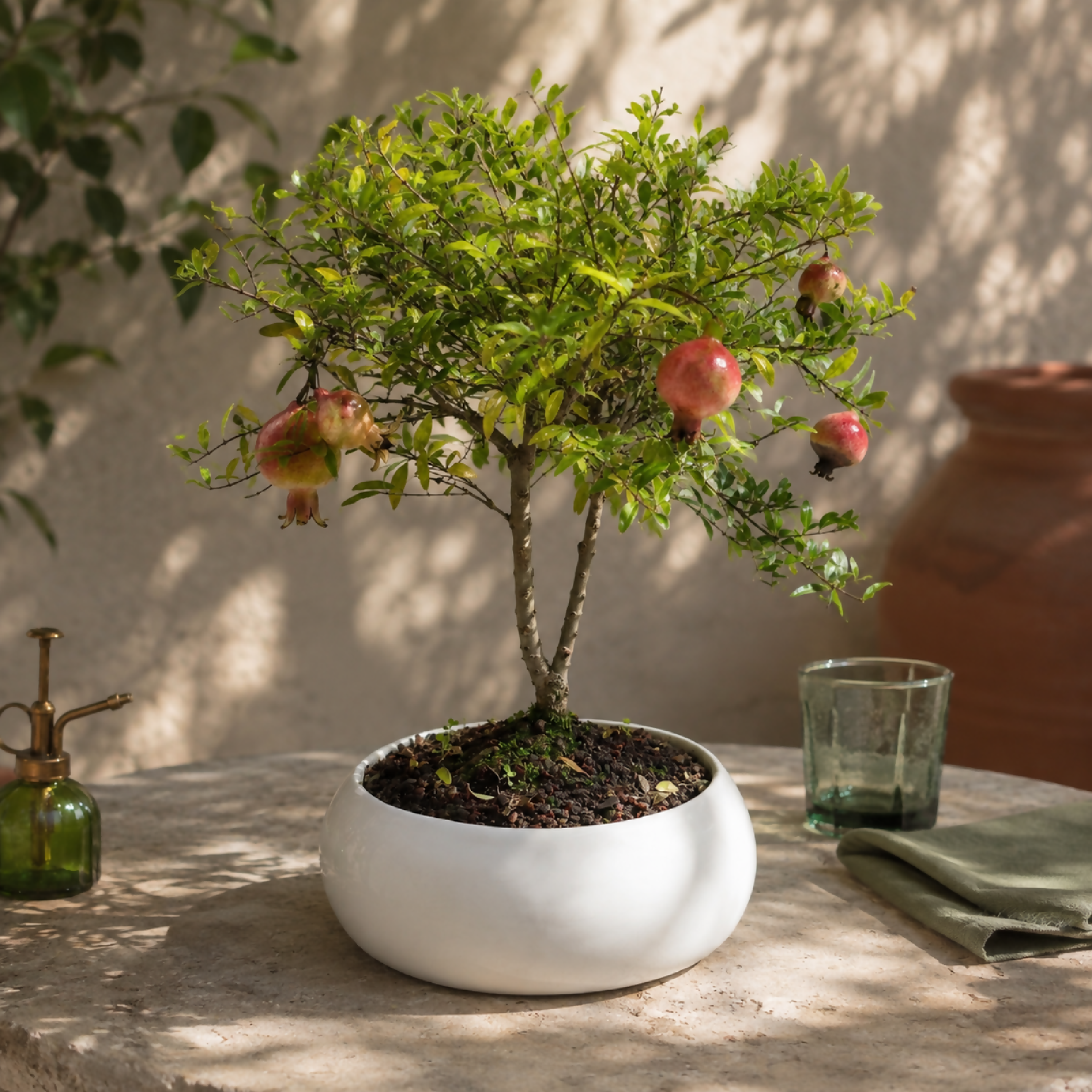 Bonsai di Melograno in ciotola bassa - Terramia