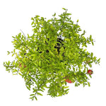 Bonsai di Melograno in ciotola bassa - Terramia