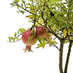 Bonsai di Melograno in ciotola bassa - Terramia