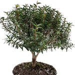 Bonsai di Mirto in ciotola bassa - Terramia