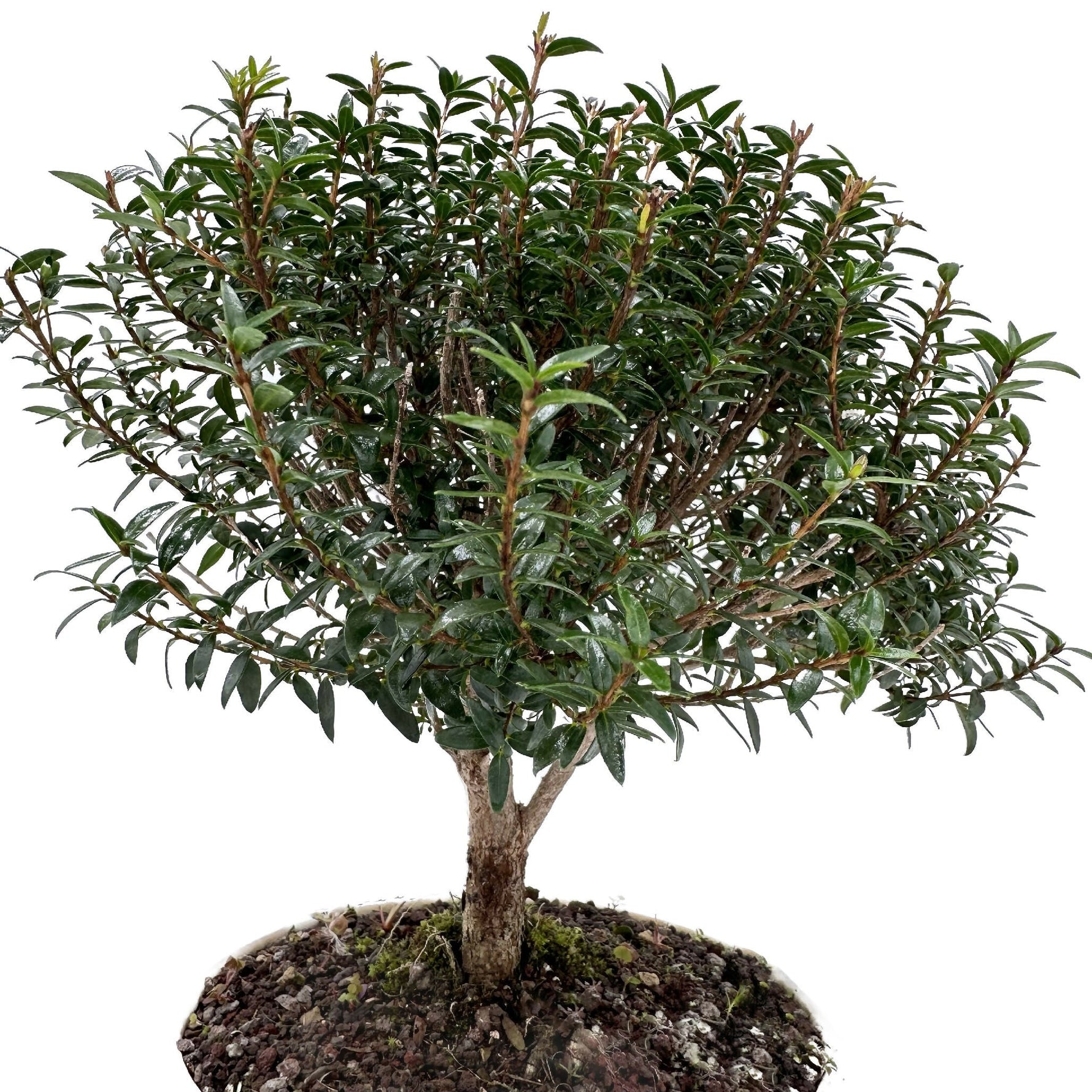Bonsai di Mirto in ciotola bassa - Terramia