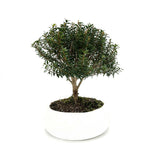 Bonsai di Mirto in ciotola bassa - Terramia
