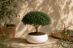 Bonsai di Mirto in ciotola bassa - Terramia