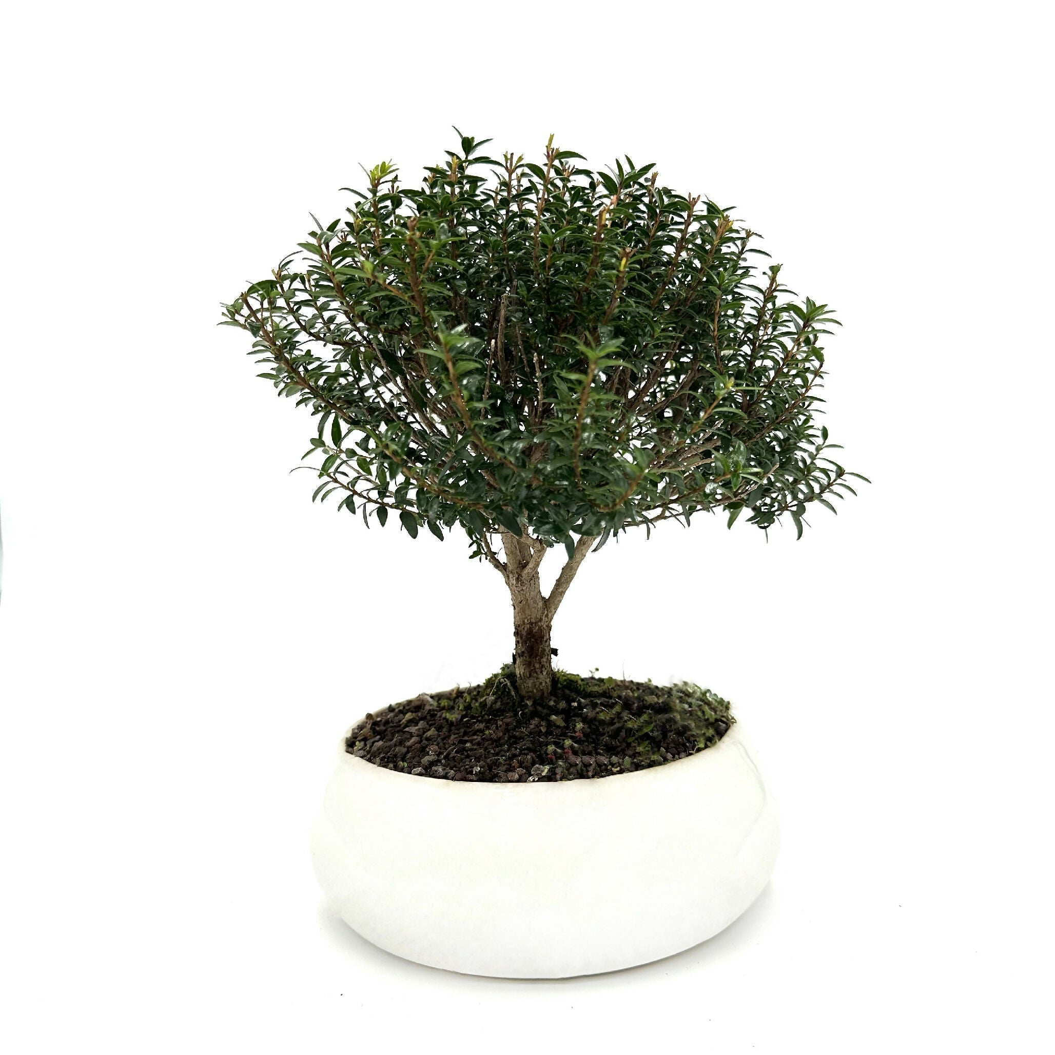 Bonsai di Mirto in ciotola bassa - Terramia