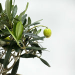 Bonsai di Olivo in ciotola bassa - Terramia