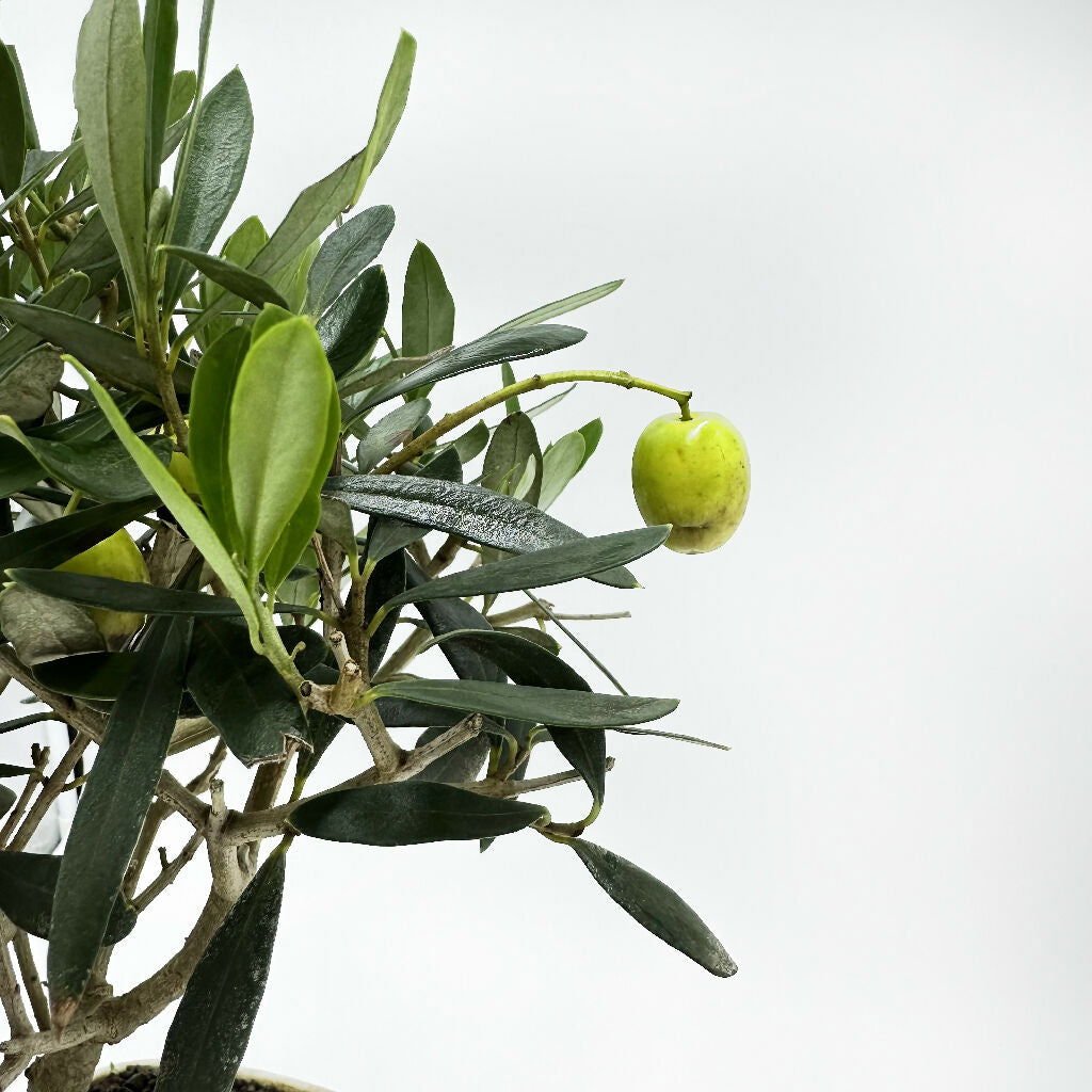 Bonsai di Olivo in ciotola bassa - Terramia