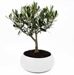 Bonsai di Olivo in ciotola bassa - Terramia