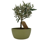 Bonsai di Olivo vaso colorato (Rosa, giallo o verde) - Terramia