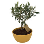 Bonsai di Olivo vaso colorato (Rosa, giallo o verde) - Terramia