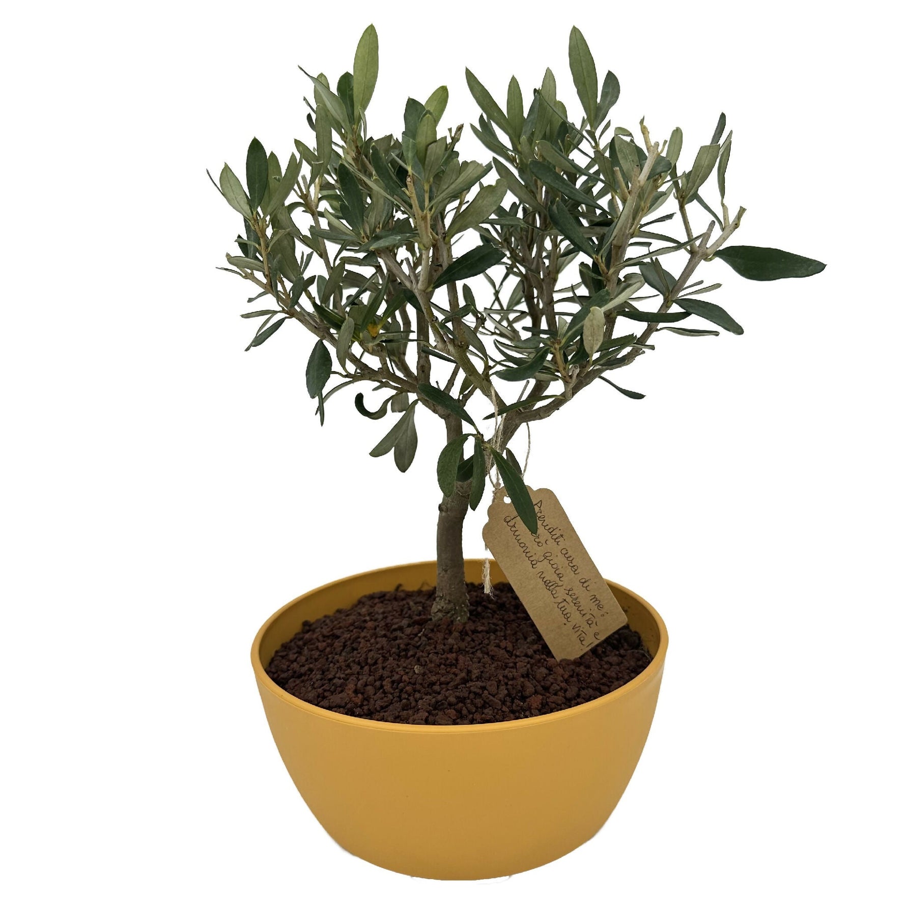 Bonsai di Olivo vaso colorato (Rosa, giallo o verde) - Terramia