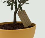 Bonsai di Olivo vaso colorato (Rosa, giallo o verde) - Terramia