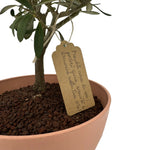 Bonsai di Olivo vaso colorato (Rosa, giallo o verde) - Terramia