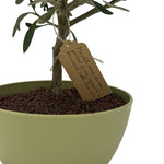 Bonsai di Olivo vaso colorato (Rosa, giallo o verde) - Terramia