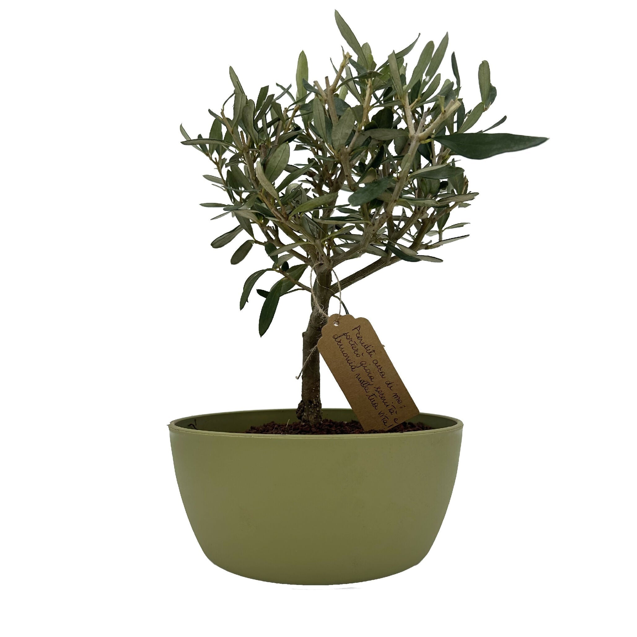 Bonsai di Olivo vaso colorato (Rosa, giallo o verde) - Terramia