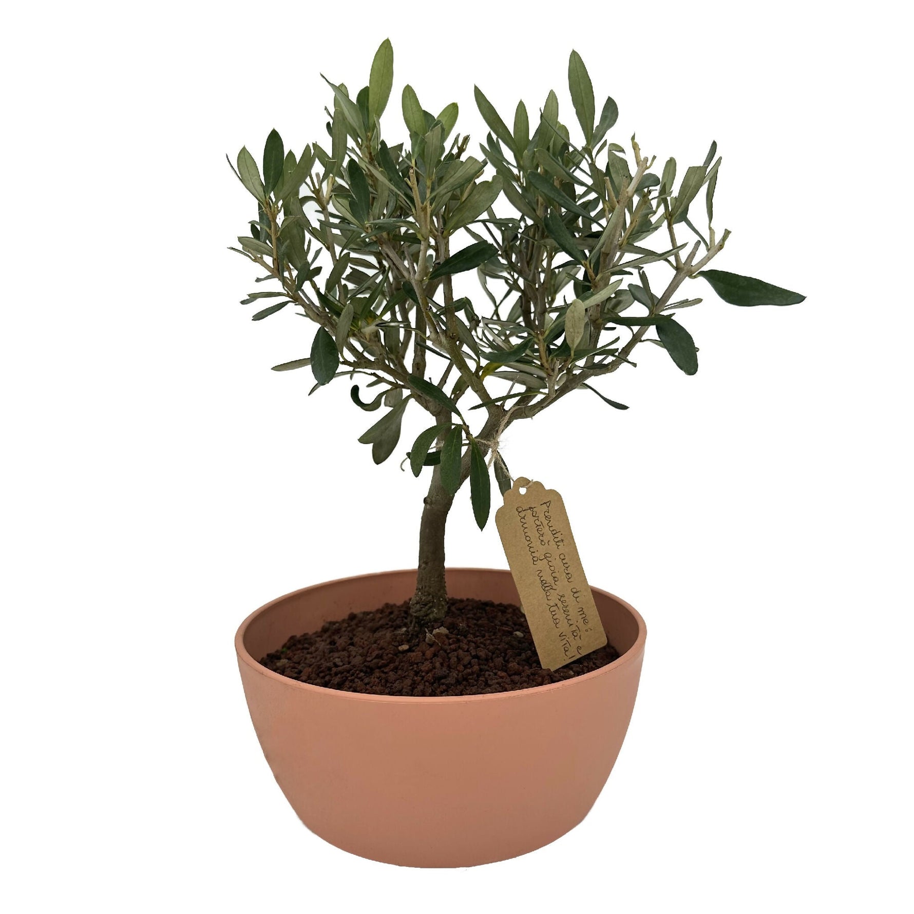 Bonsai di Olivo vaso colorato (Rosa, giallo o verde) - Terramia