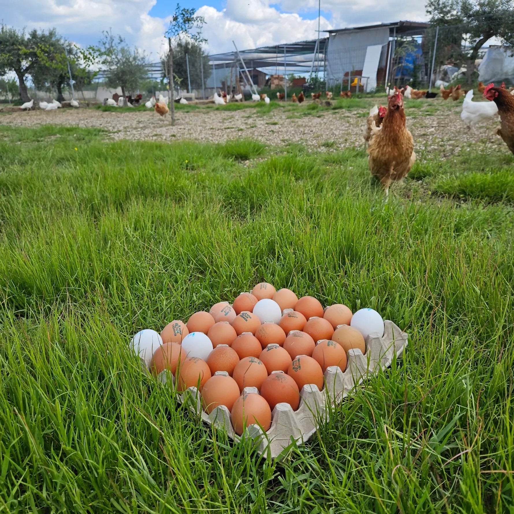 Murgia L'ove Uova fresche di galline allevate all'aperto – 15 o 30 uova - Terramia